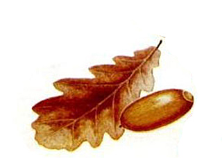 Лист Дуба Осенью Фото
